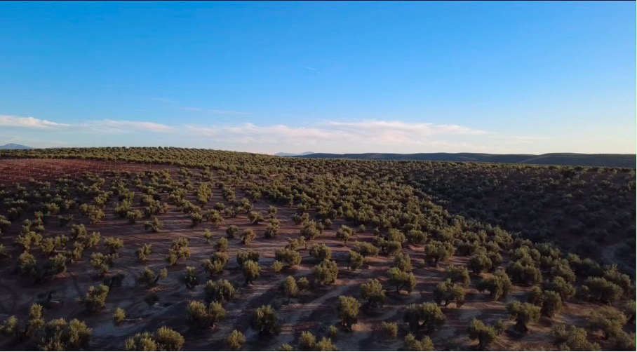 Aerial view of rolling olive groves in Andalusia under a clear sky