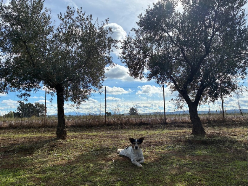 A dog resting in the shade between two olive trees with cover crops growing beneath