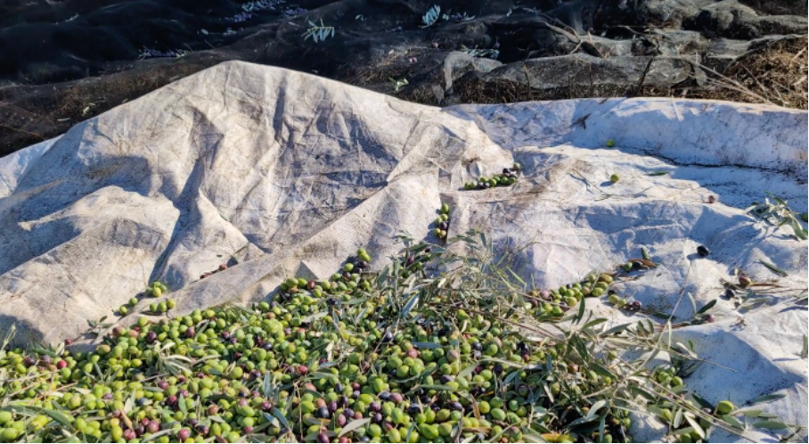 Freshly harvested green and purple olives with leaves on a harvesting net
