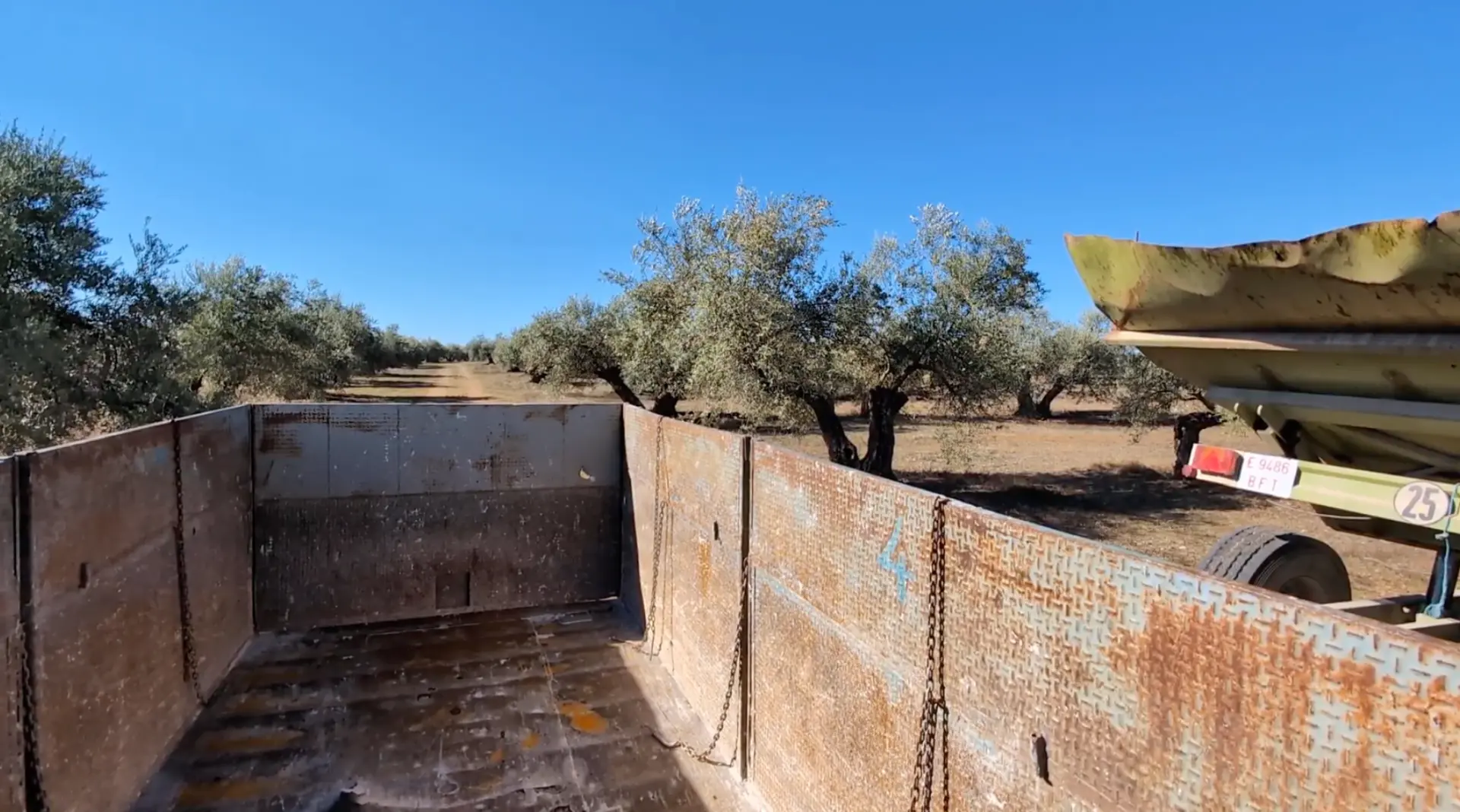 Olive grove during harvest in Spain