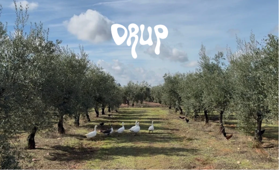 Ducks and chickens walking between olive trees in the DRUP orchard